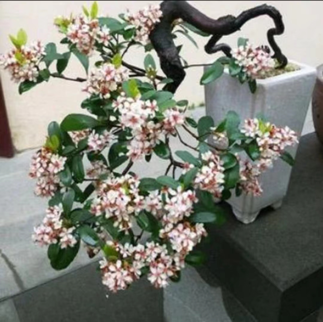 直播专属链接  春栀   一物一拍