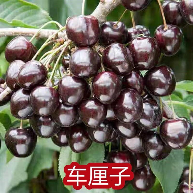 智利车厘子巴西樱桃黑珍珠黑玫瑰樱桃大果耐寒庭院南方北方种植