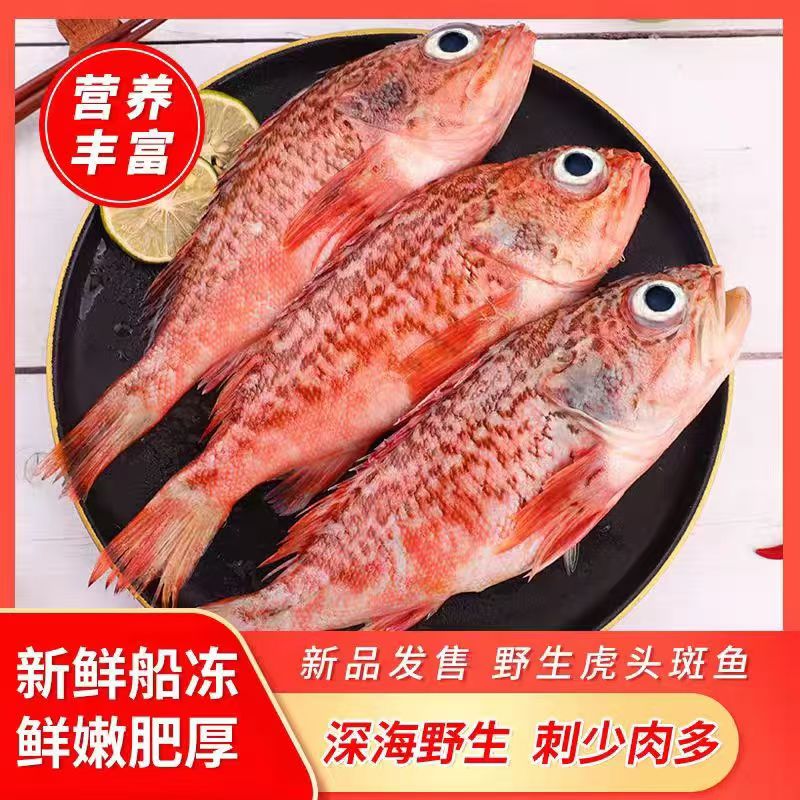 红石斑鱼鲜活冷冻海鱼大鱼新鲜超大条红鱼龙胆富贵鱼海鲜水产包邮