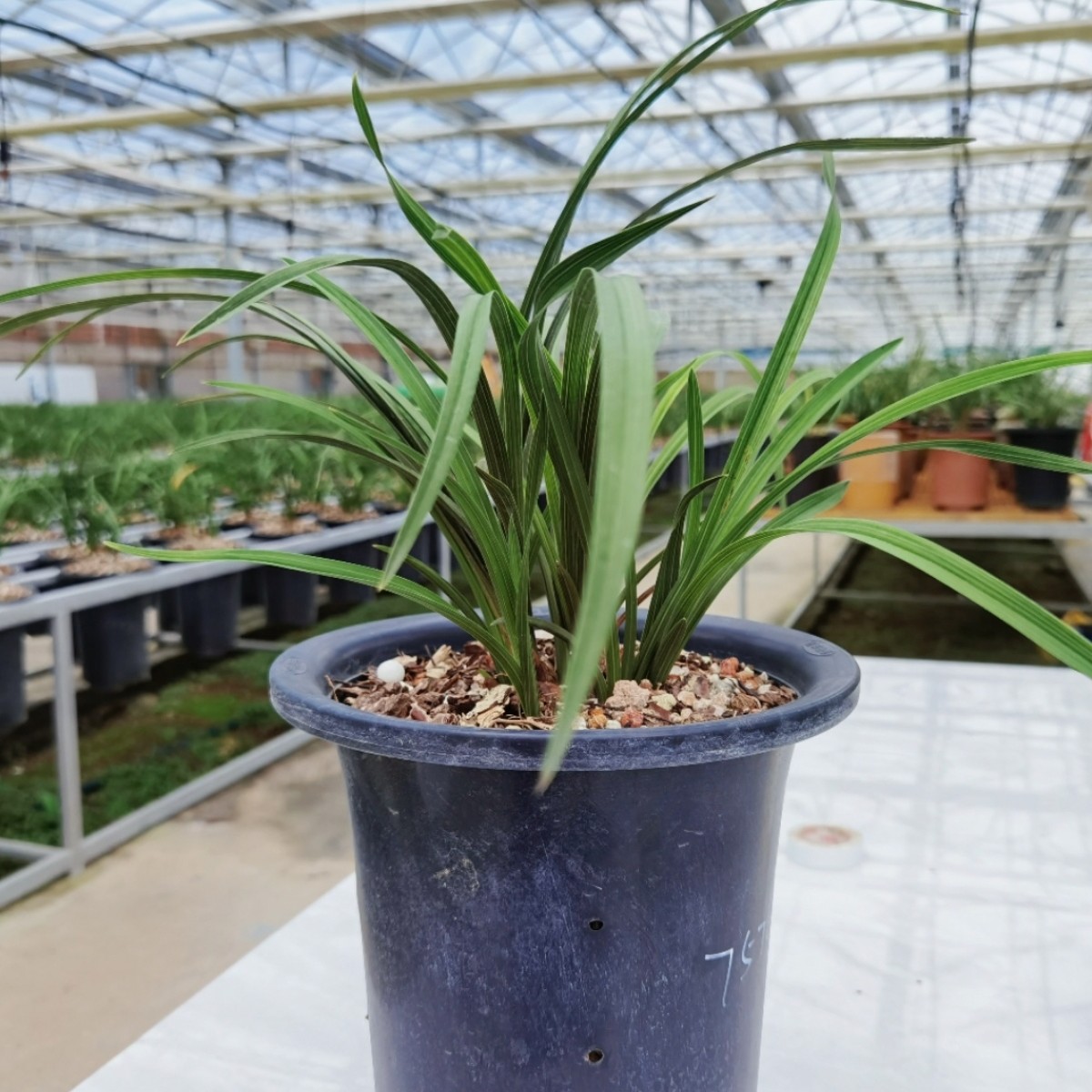 秦岭蕙兰品种苗专拍