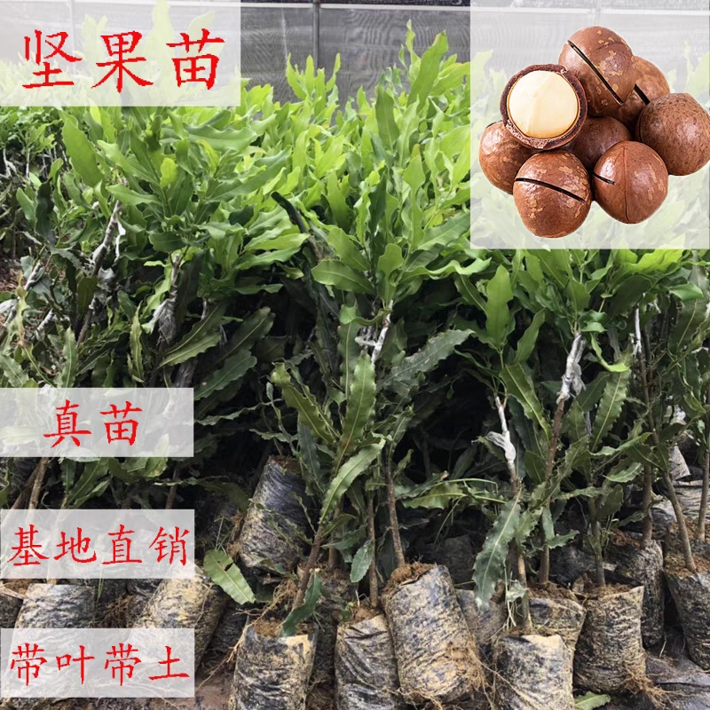 澳洲坚果苗夏威夷果苗树苗嫁接矮化广西桂热一号庭院地栽四季种植