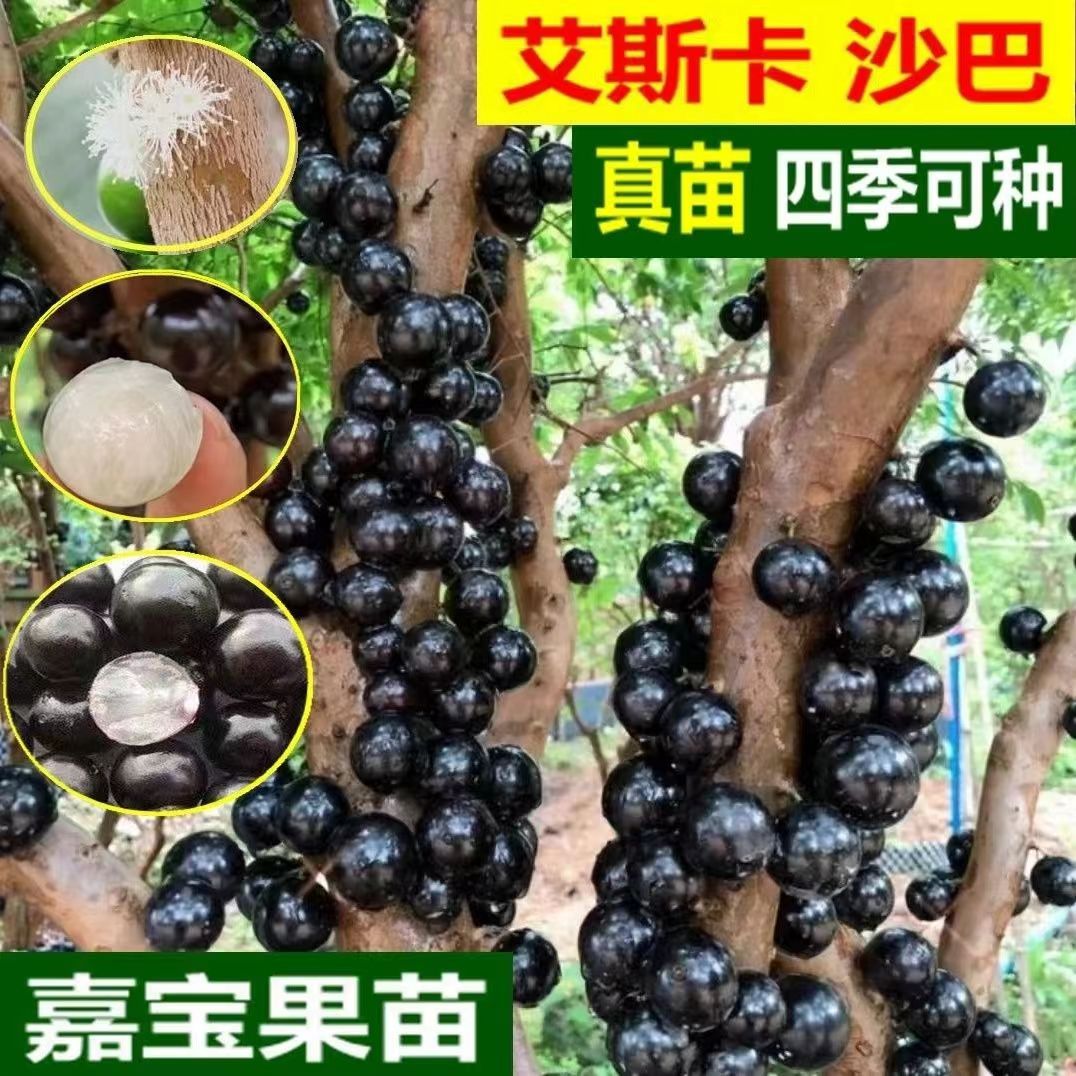嘉宝果树苗树葡萄苗艾斯卡沙巴台湾四季早生嘉宝果苗带叶当年结果