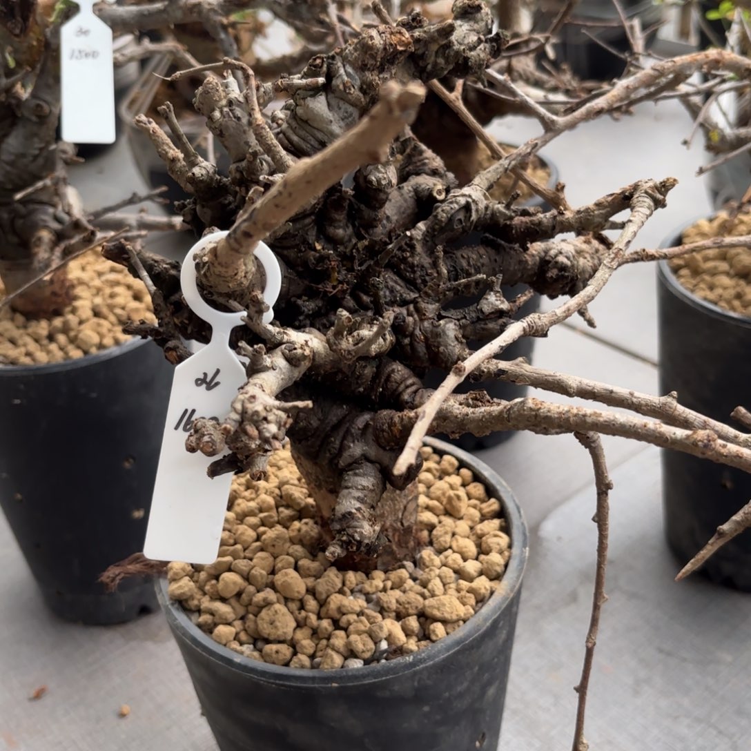 26 尼勒达乳香寄养包活橄榄