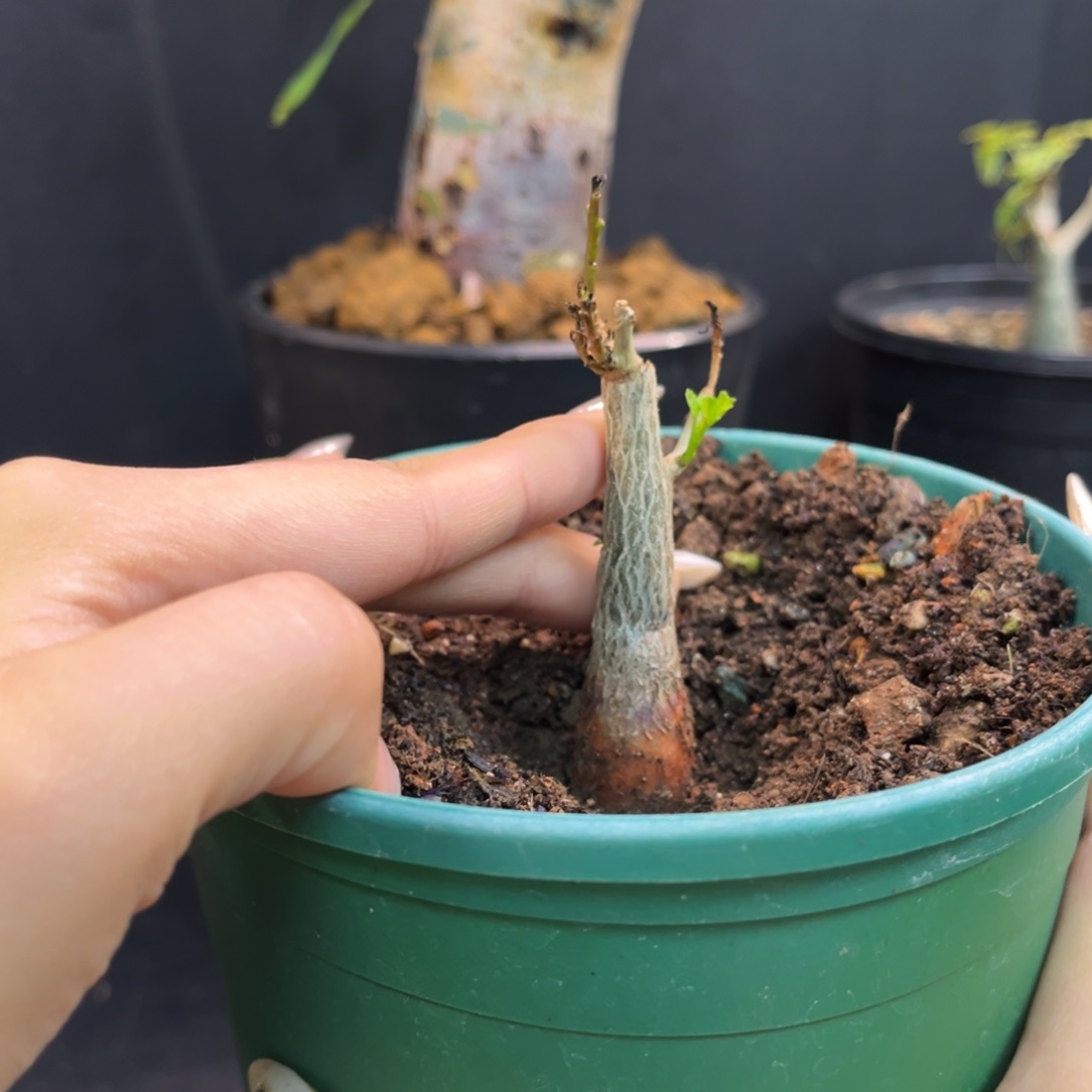1.5cm芳香小胖子一口价