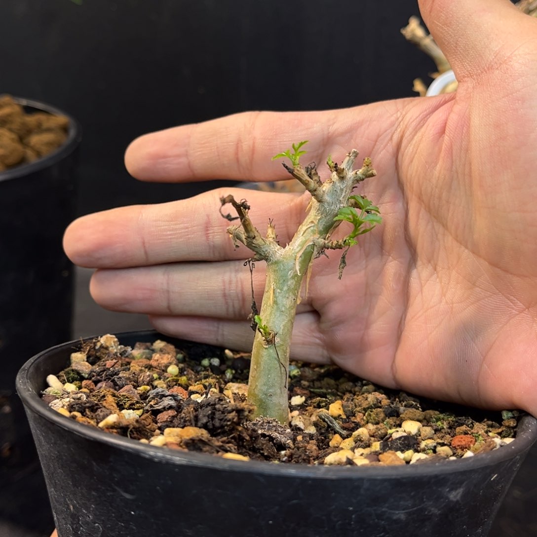 芳香橄榄带盆发货