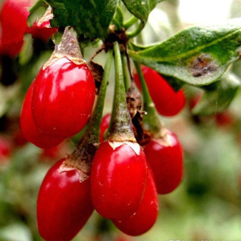 枸杞苗红枸杞树苗大果枸杞盆栽地栽果树苗植物花卉绿植