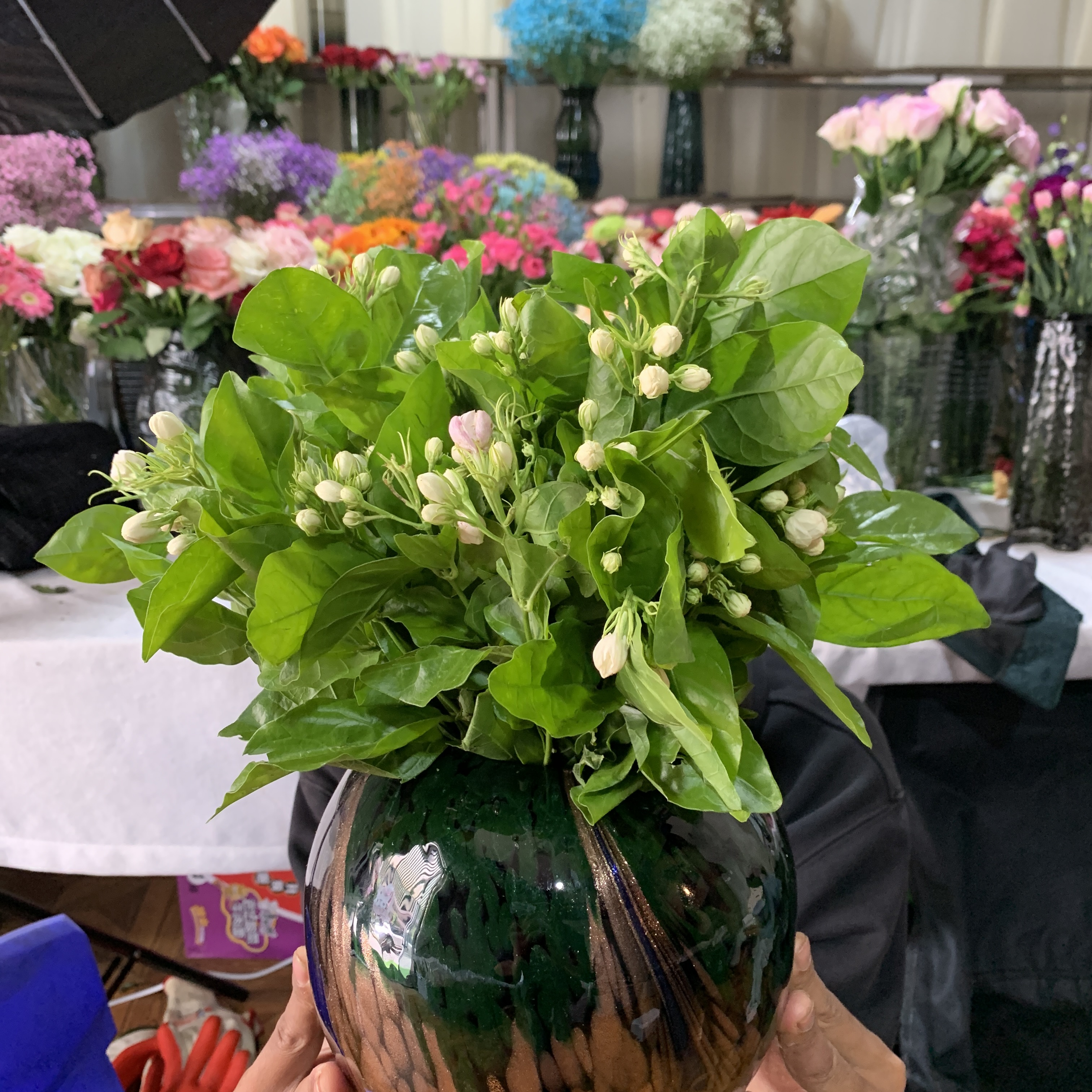 A级鲜花  茉莉鲜花
