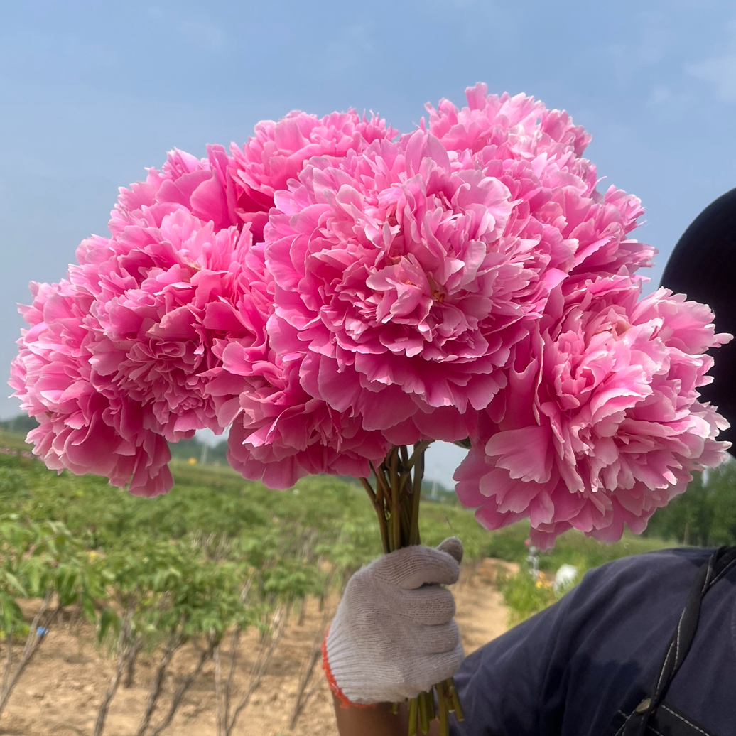 【湖水荡霞】重瓣观赏芍药山东大芍药花苗耐寒菏泽先发肥，秋季发苗