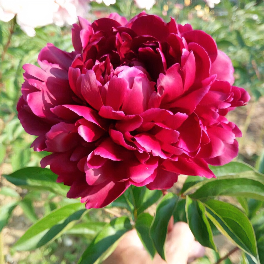 【黑海波涛】黑色观赏芍药花苗正宗重瓣芍药耐寒植物菏泽基地直发