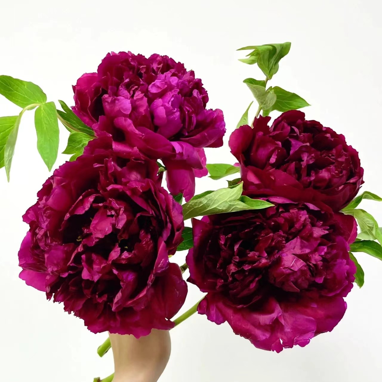 【气壮山河】观赏牡丹花苗重瓣牡丹耐寒基地直发 先发肥，秋季发苗