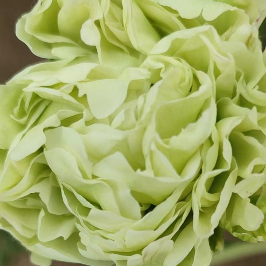 【绿宝石】绿色观赏芍药花苗耐寒植物山东菏泽 先发肥，秋季发苗