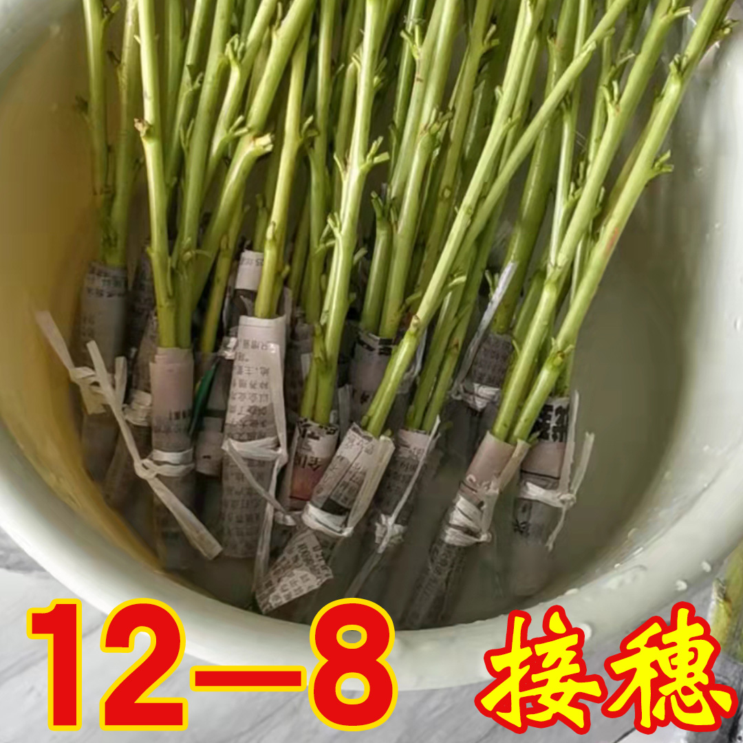 12-8接穗    2根