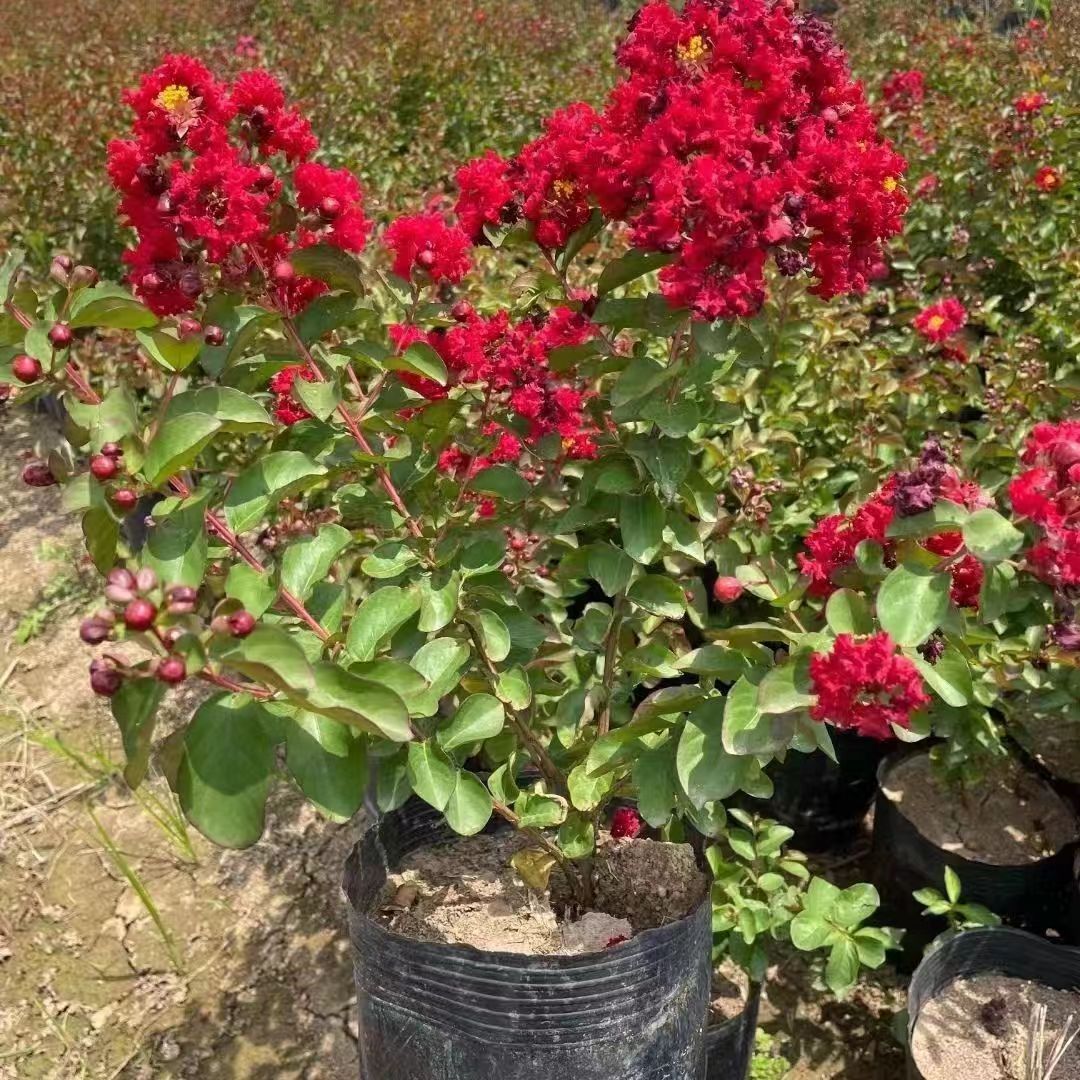 矮化樱桃摩卡紫薇花盆栽地栽南方北方都可以种的花卉天天开长春花