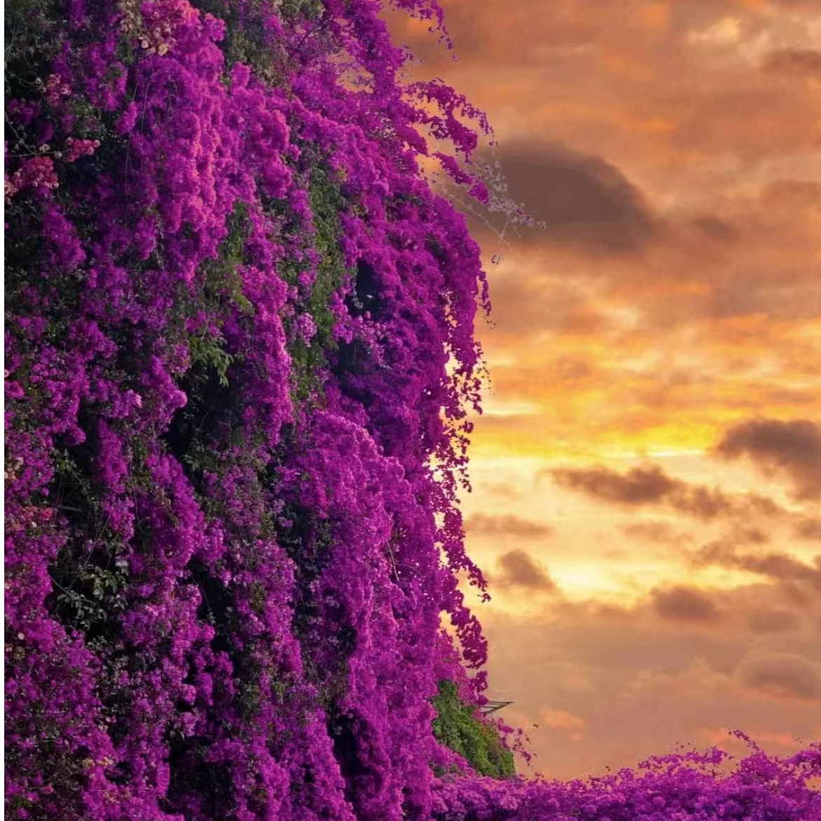 【三角梅】一物一拍基地直发掉花掉叶属正常现象介意慎拍