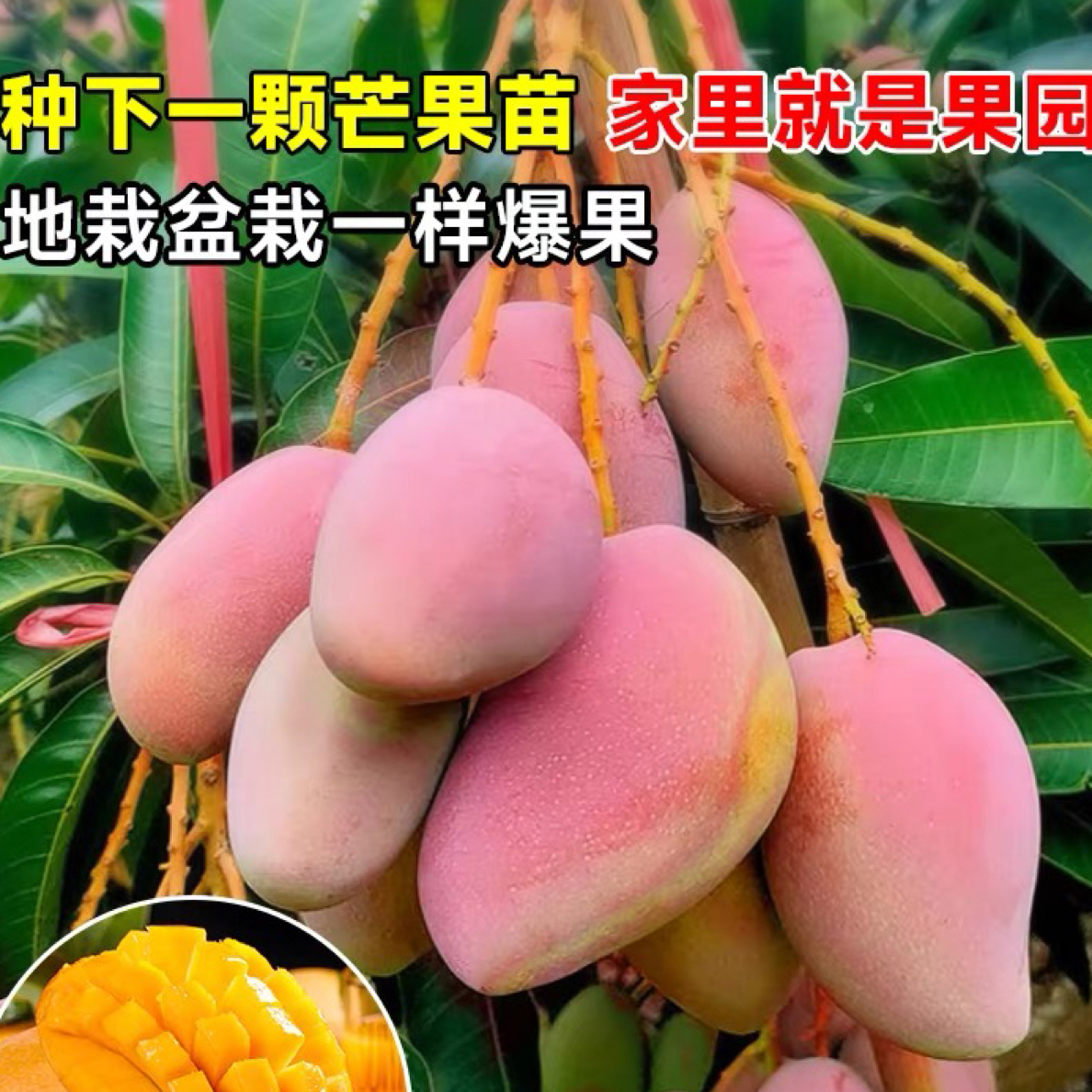 芒果树苗金煌四季桂七台农芒果嫁接苗带土带叶盆栽地栽南方种植