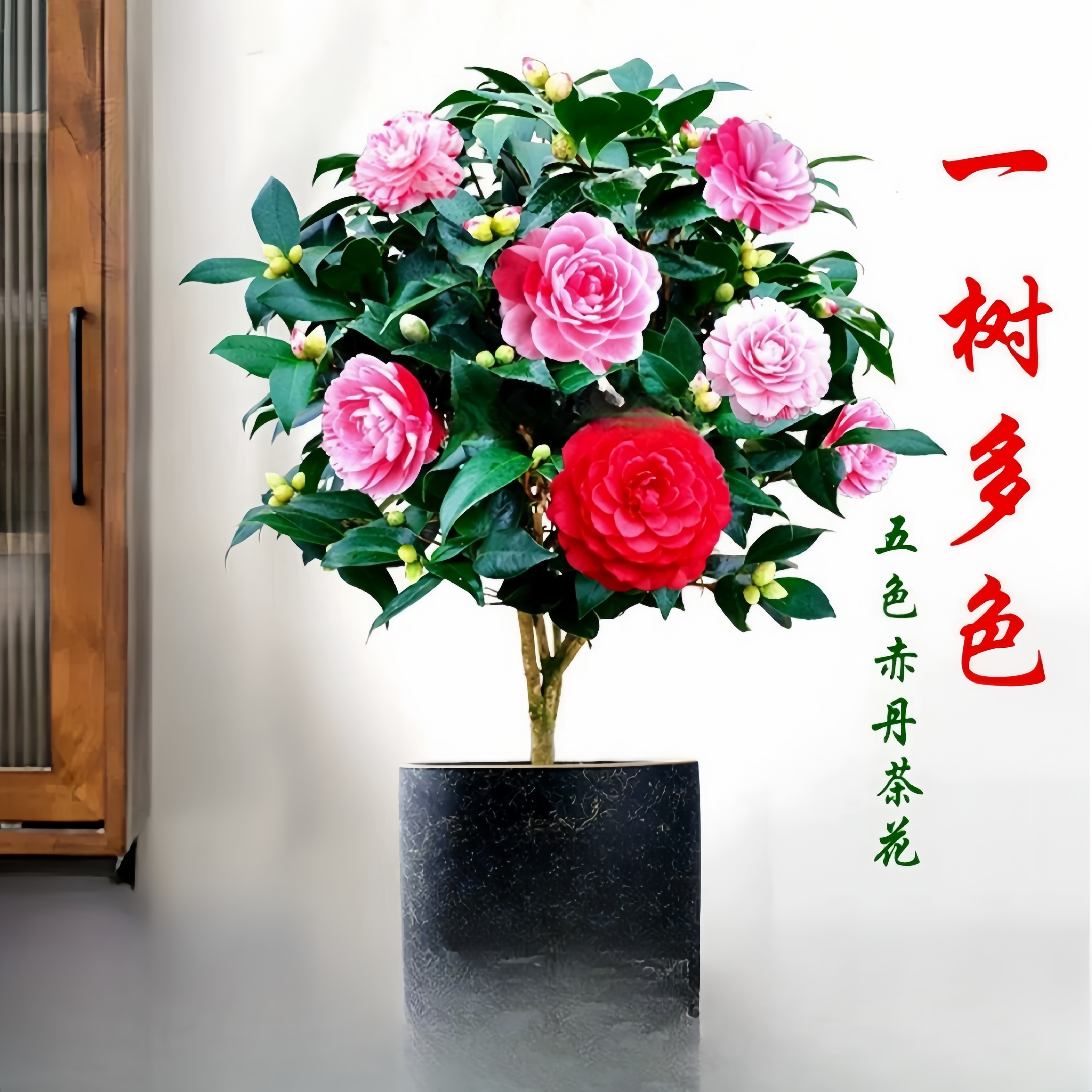 花满庭---五色赤丹多色茶花4年苗带花苞发货耐寒耐热室内外种植