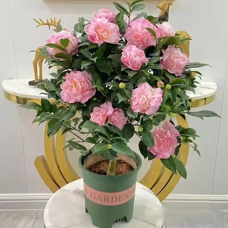 四季开花【香美人茶花】开花浓香型大苗带花苞发货室内外盆栽地栽
