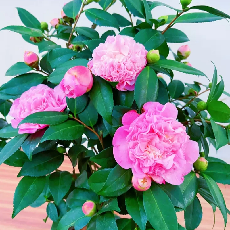 【香妃茶花】4年苗开花浓香型带花苞发货室内外盆栽地栽庭院阳台