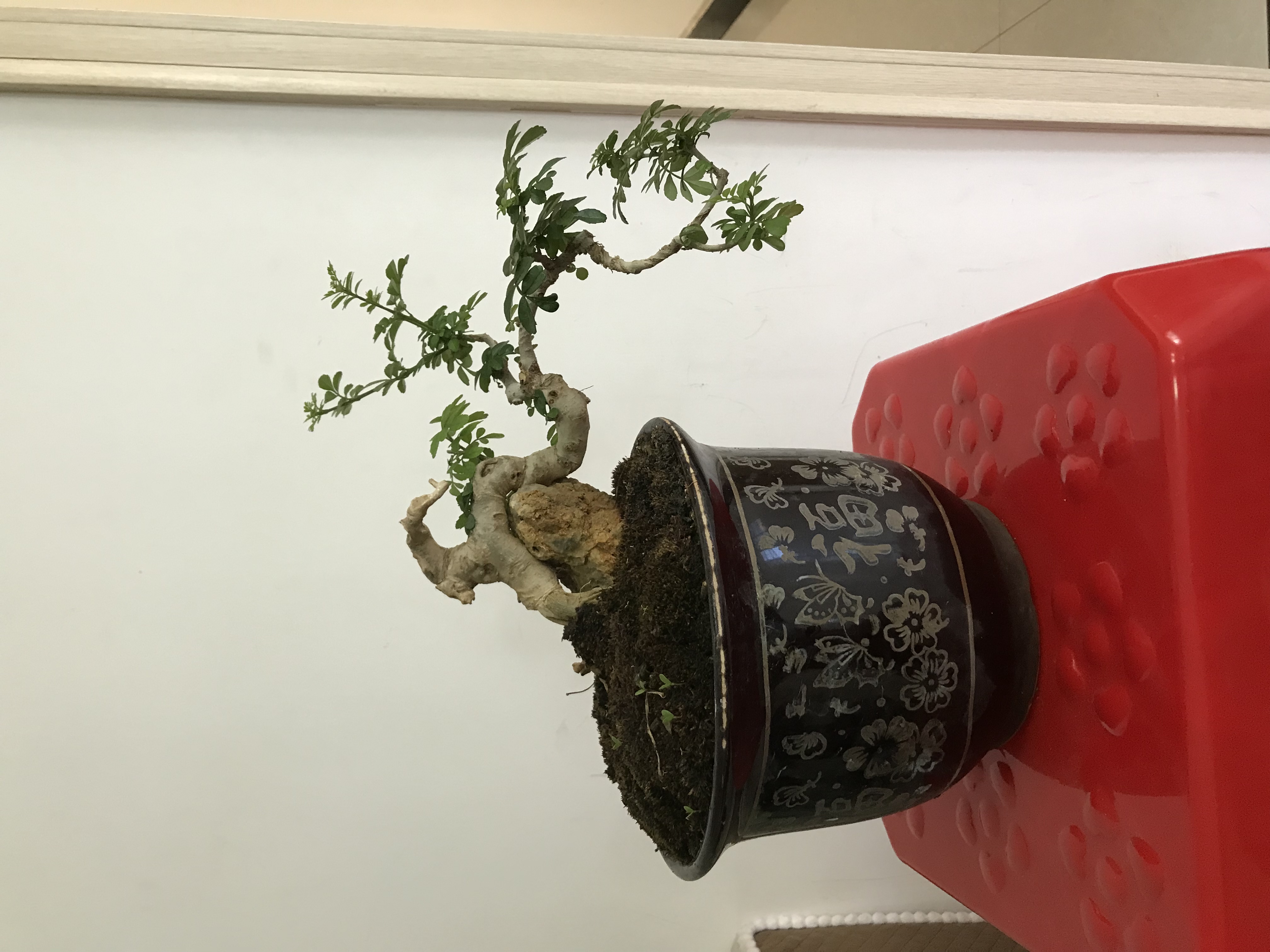 对节白蜡悬崖附石小老桩，粗度2公分，冠幅25公分。景观盆栽组合