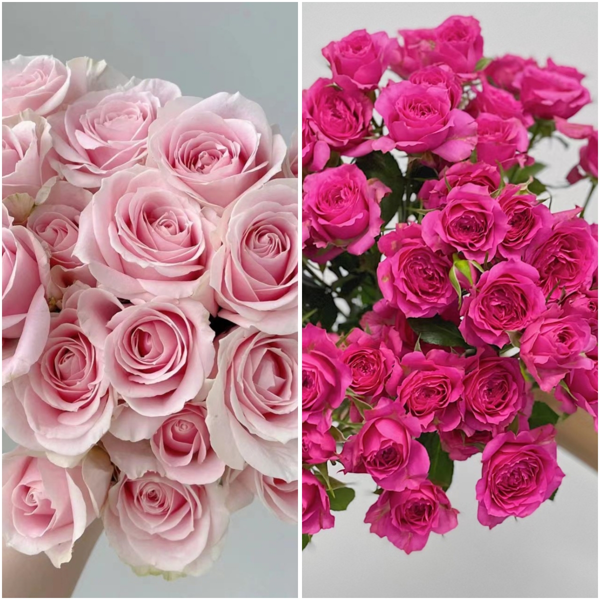 【福利组合】 粉雪山玫瑰+苏菲  店铺现货包邮  鲜花鲜切花