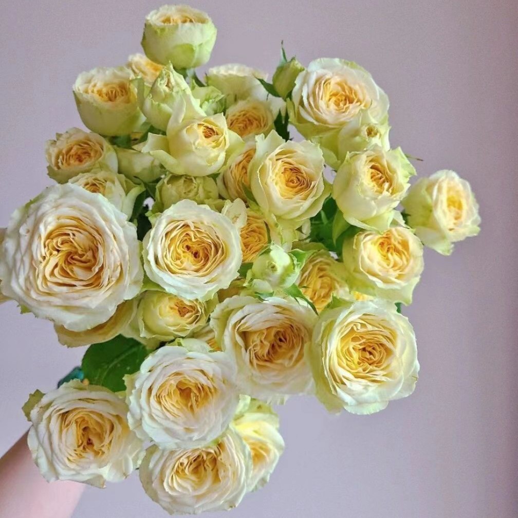 【今日浮力】 牛油果泡泡玫瑰 多头泡泡玫瑰 店铺现货包邮 鲜花