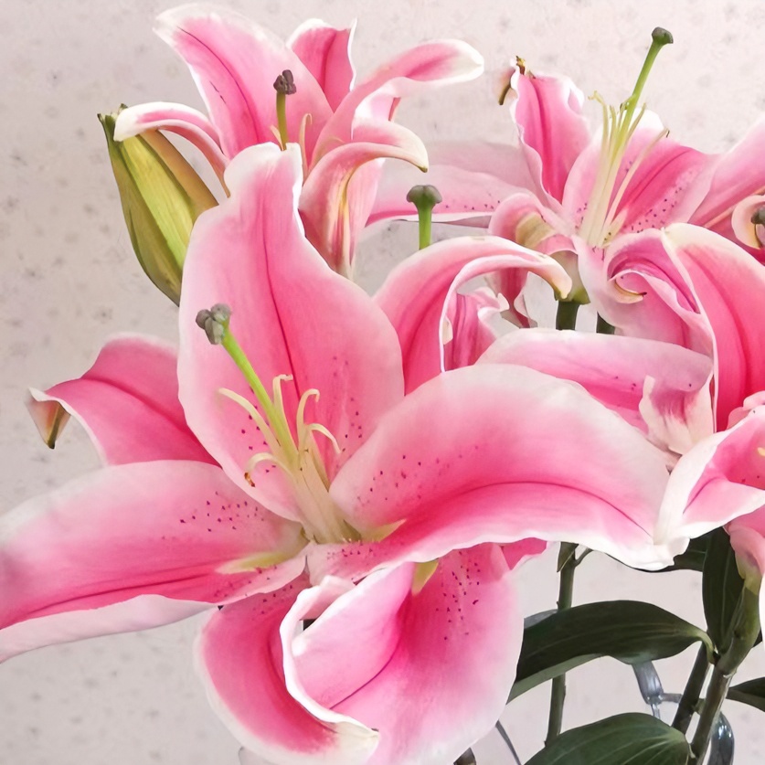 【福利爆款】  马龙百合 香水百合 店铺包邮现货 鲜花鲜切花
