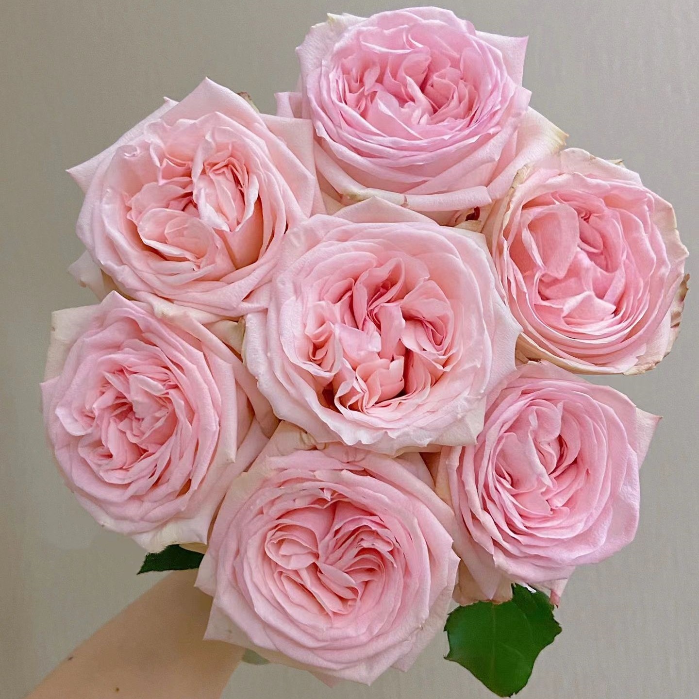 【同价位可拼单】 粉荔枝 单头玫瑰 店铺现货包邮 鲜花鲜切花