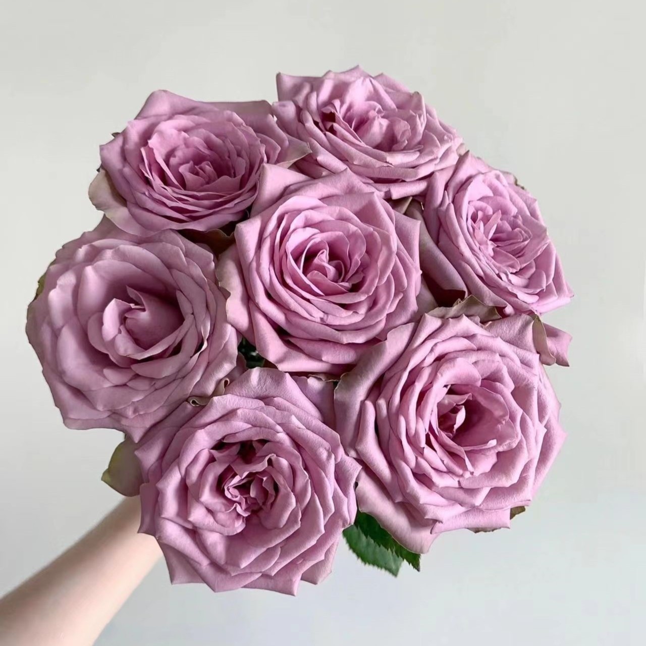 【福利爆款】 紫霞仙子 单头玫瑰 店铺现货包邮 鲜花鲜切花