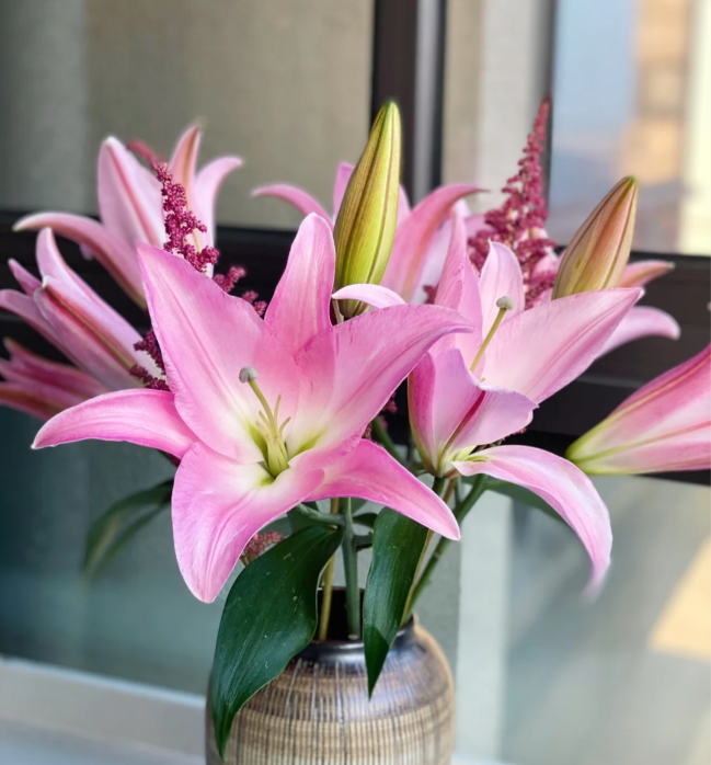 【福利爆款】圆舞曲百合  香水百合 店铺包邮现货 鲜花鲜切花