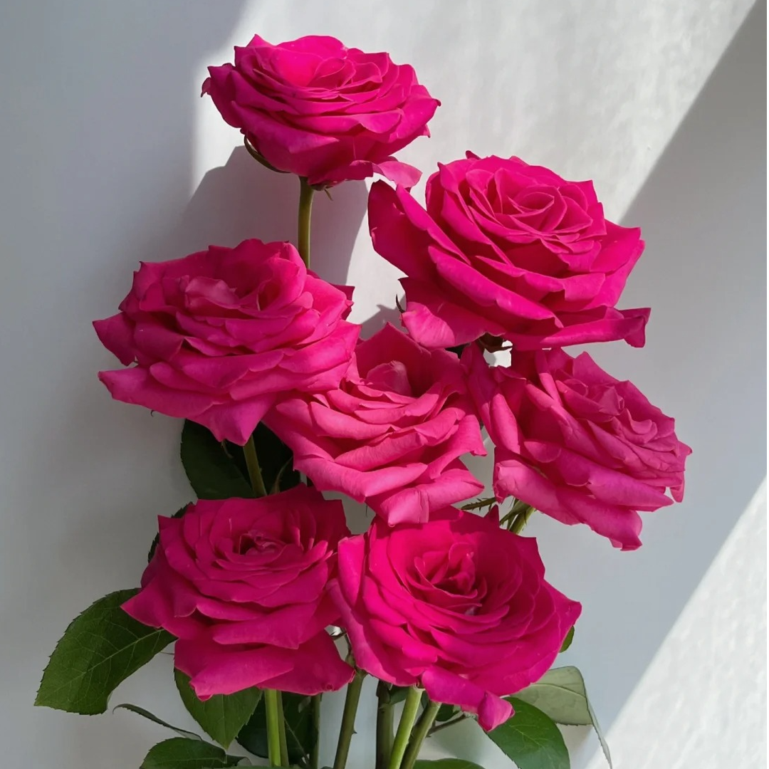 【福利爆款】 弗洛伊德  玫红色系玫瑰 单头玫瑰  现货包邮 