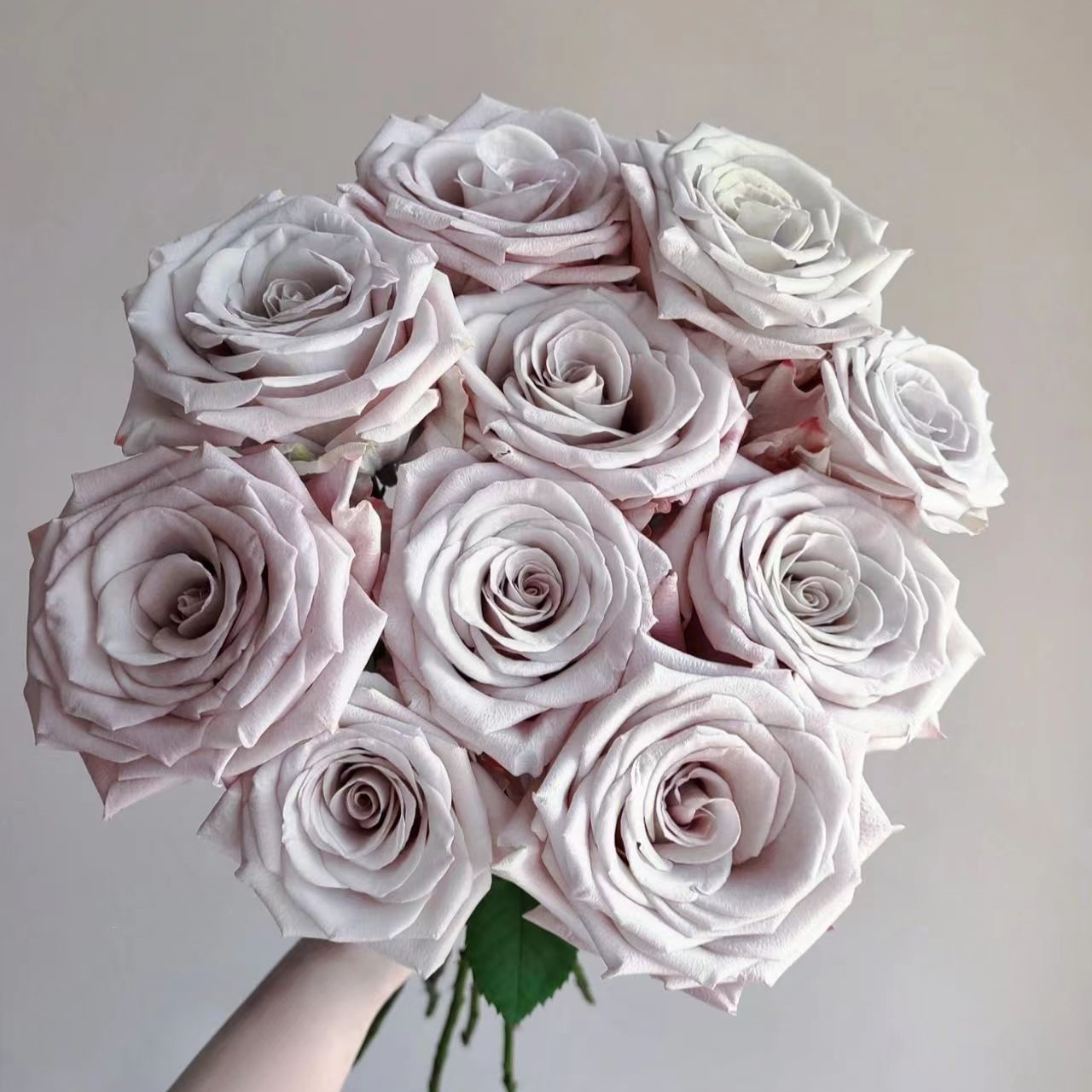 【福利爆款】 曼塔 单头玫瑰  店铺现货包邮  鲜花鲜切花