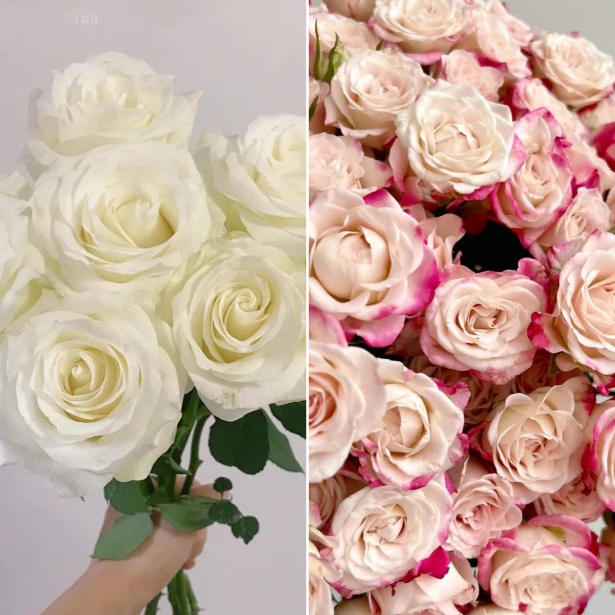 【福利组合】 骄傲玫瑰+折射 店铺现货包邮  鲜花鲜切花