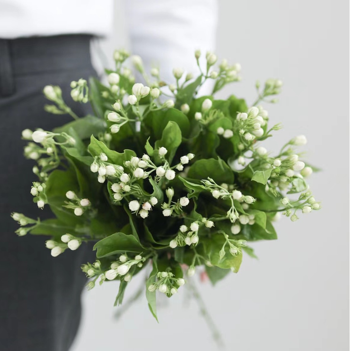 【福利爆款】 茉莉花  店铺现货包邮 鲜花鲜切花