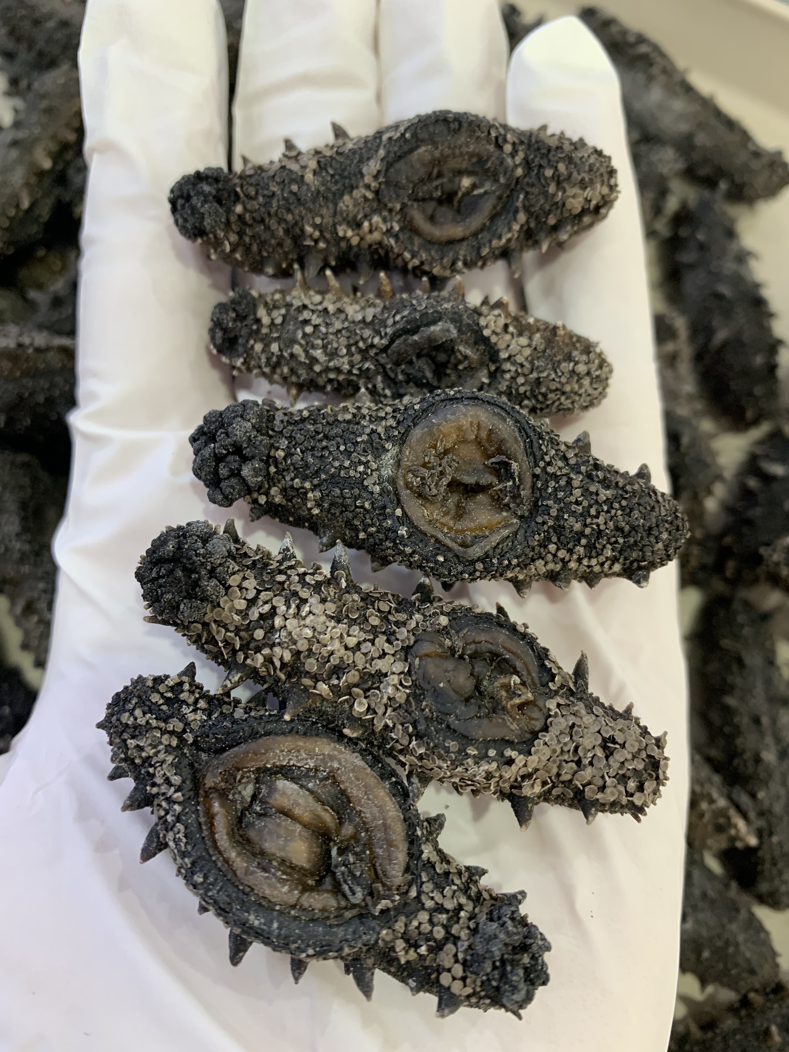 纯天然大连国标一级纯淡干海参深海辽刺参50-140只