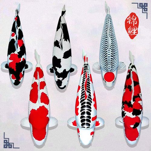 纯种淡水活体风水观赏鱼包活不包邮进口精品锦鲤