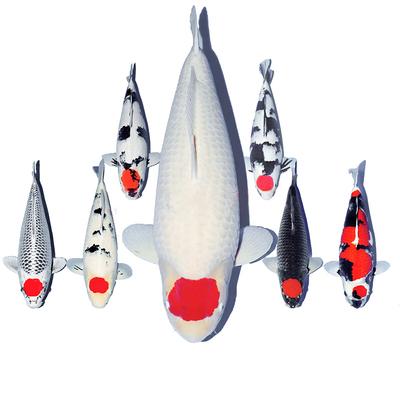 纯种淡水活体风水观赏鱼包活不包邮进口精品锦鲤