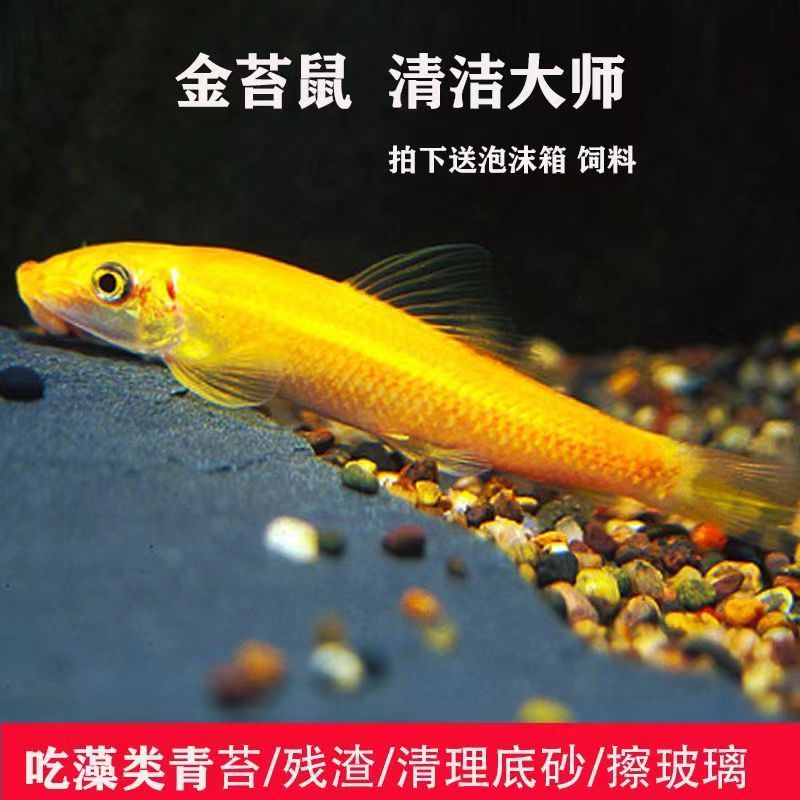 金苔鼠鱼清道夫观赏鱼吃屎垃圾除藻清洁工具鱼活体蝴蝶清缸鼠七彩