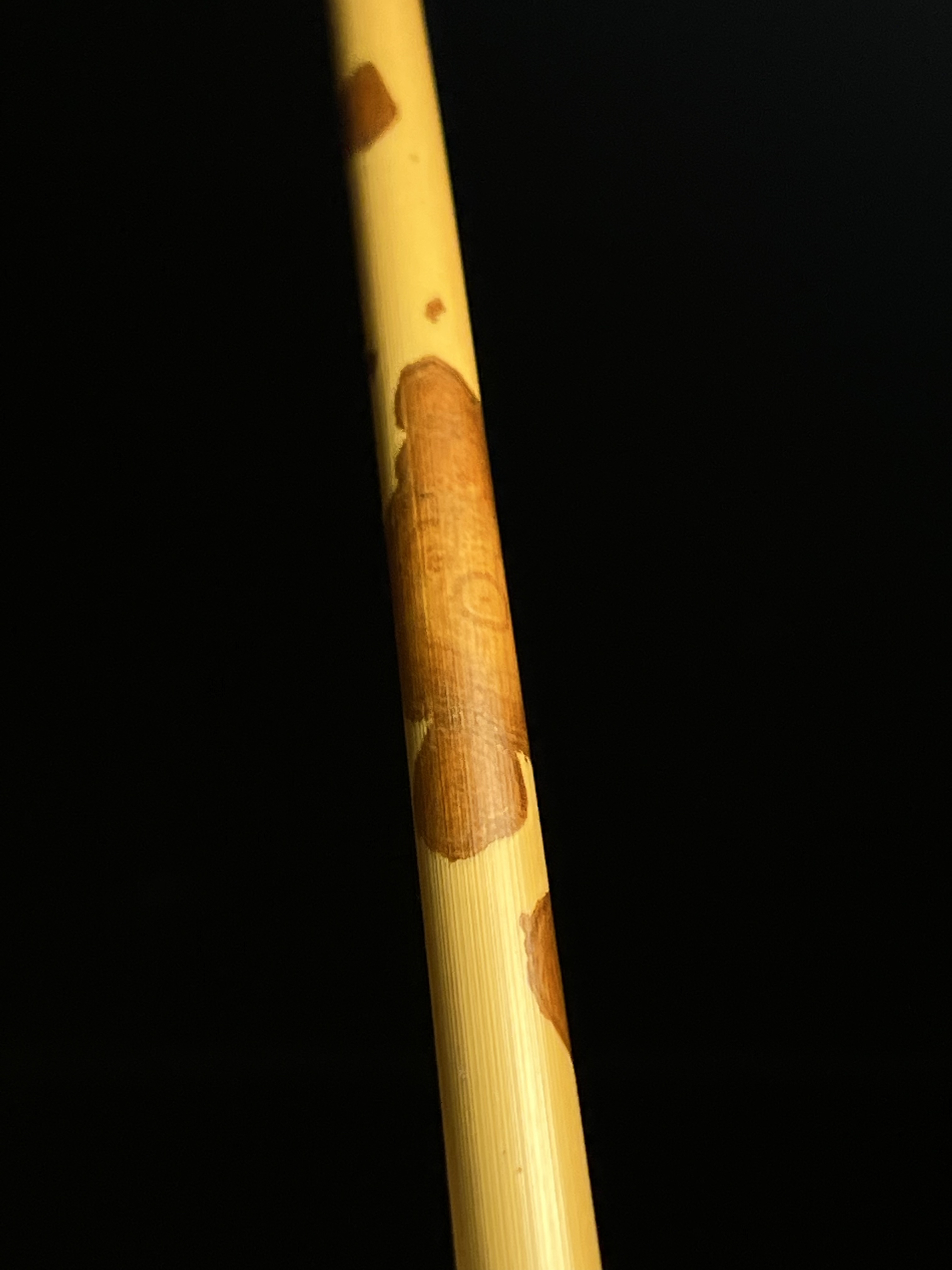 武夷山红湘妃竹制品原料可做烟杆笔杆香筒