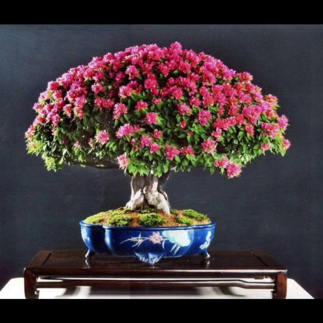 四季勤花品种（开花机器）塔紫小桃红原生桩
