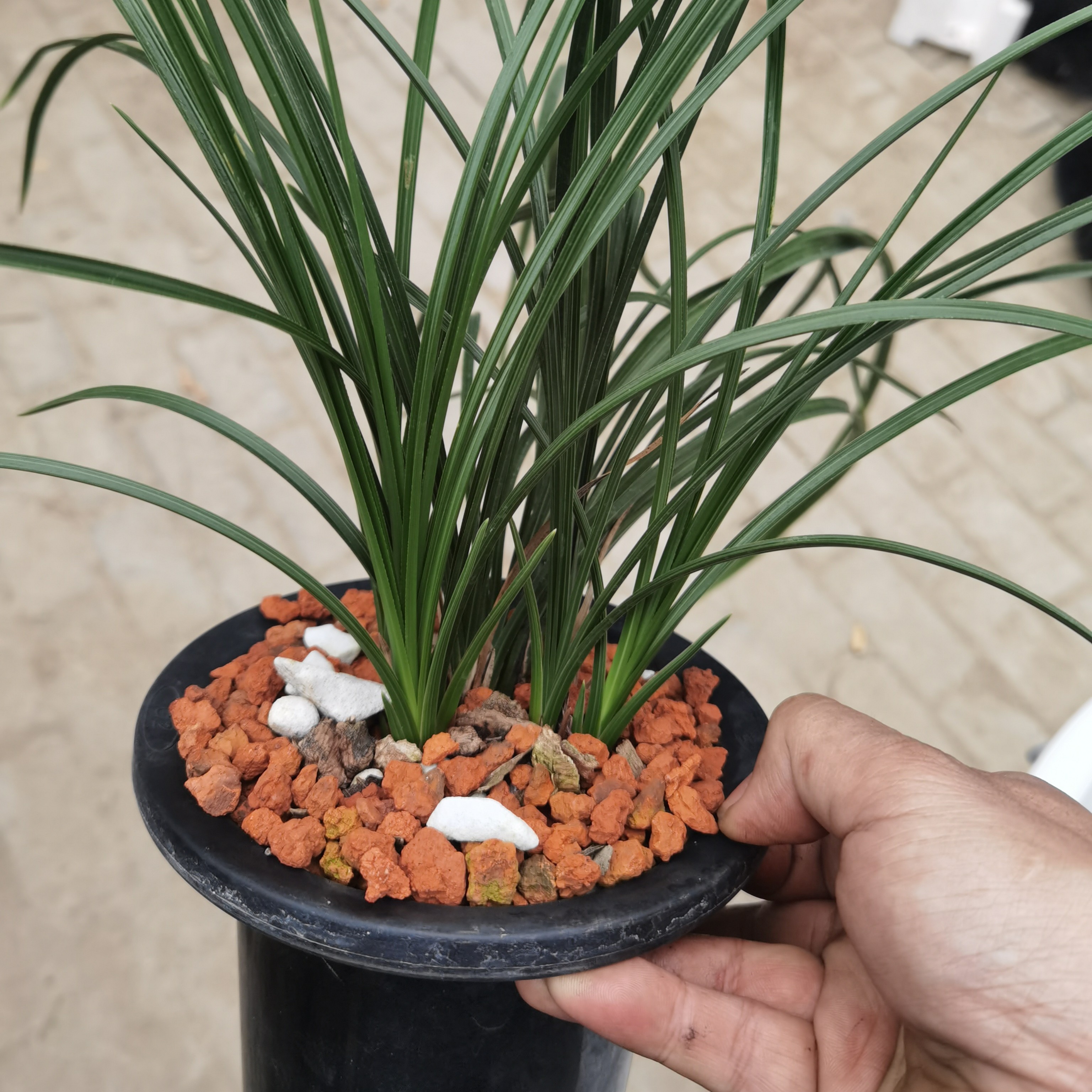 自然种植精品兰花