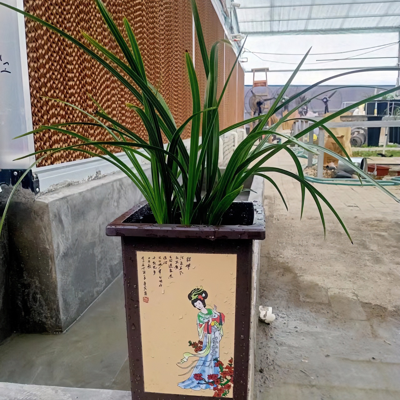 随州蕙兰盆景苗观赏苗浓香花卉绿植（实物为准）现货直发