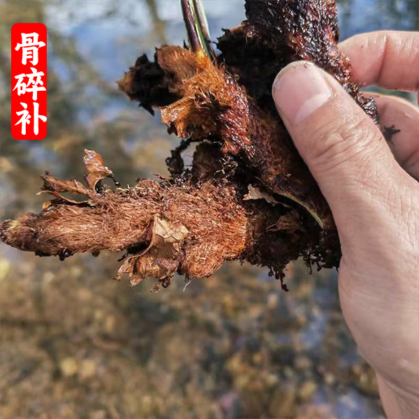 【精选好物】骨碎补500g 爬岩姜 石岩姜 毛姜 骨碎补干片 煮水泡水 