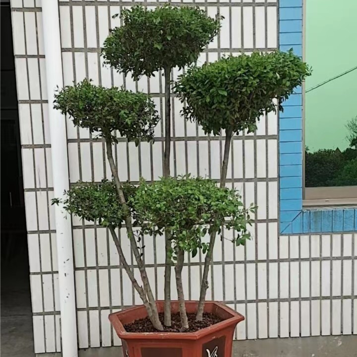 小叶女贞盆景直播链接