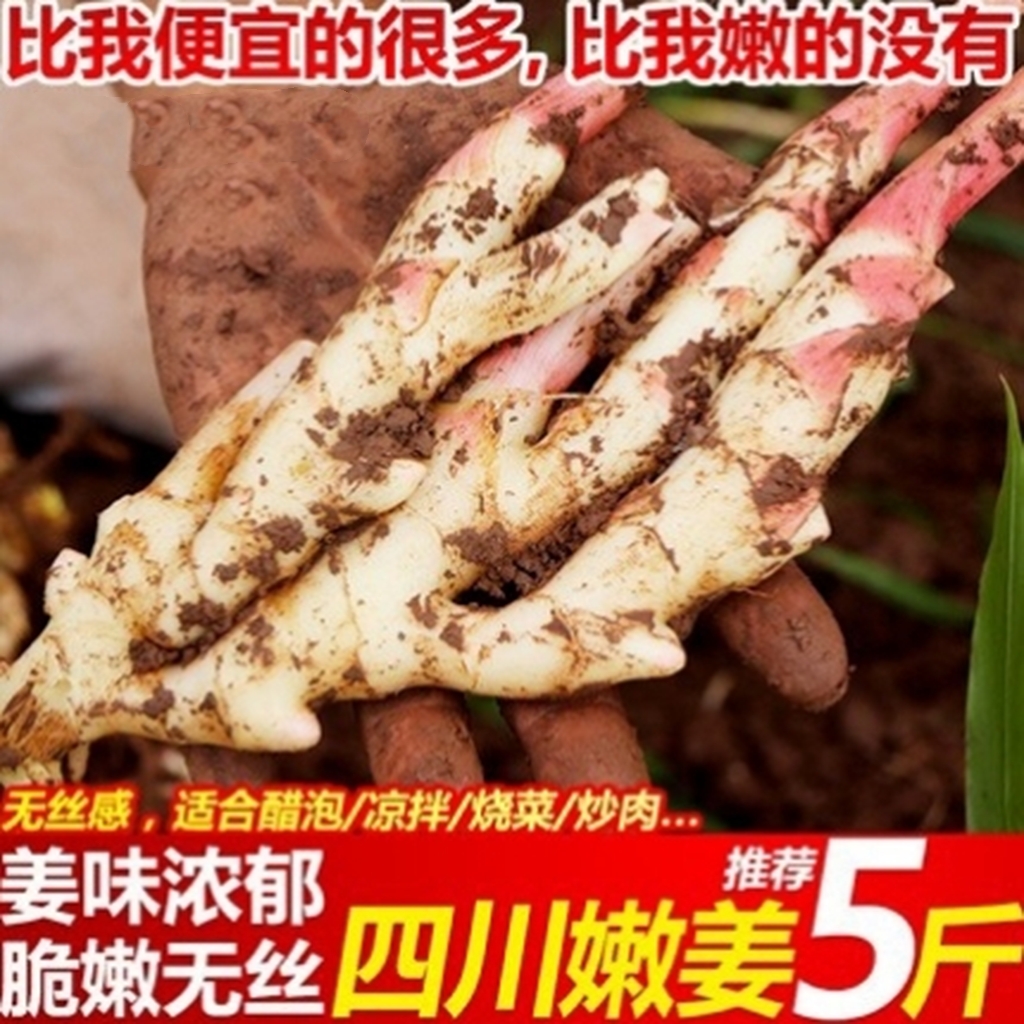 顺丰！5斤嫩姜仔姜红芽嫩姜现挖生姜鲜姜糖醋泡姜四川乐山