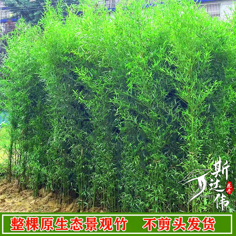 不剪头全冠带梢头景观竹罗汉竹金竹绿竹紫竹苗庭院竹子苗四季常青