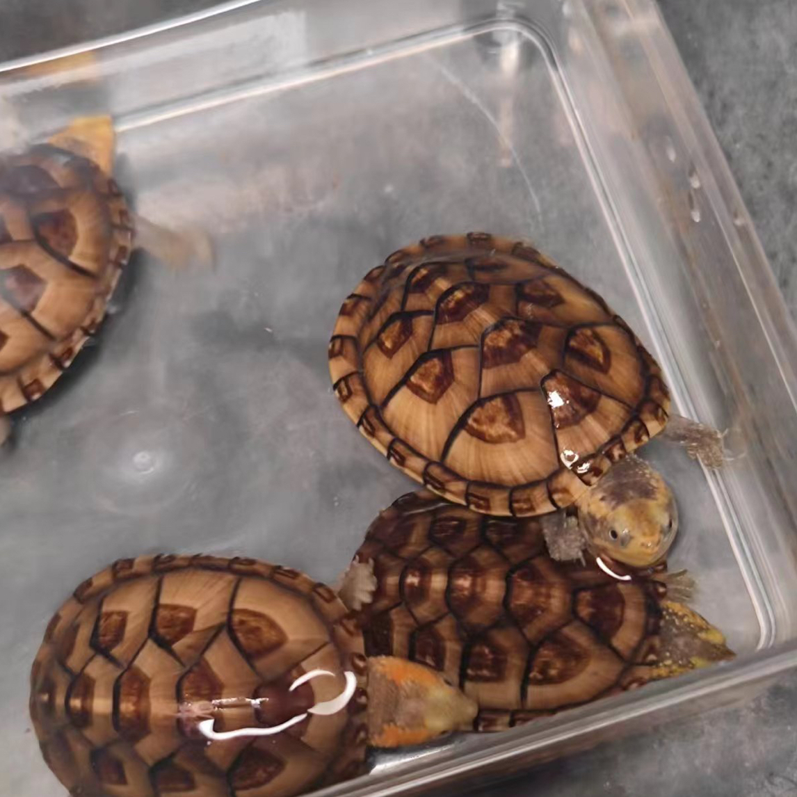 蛋龟专属链接，白唇、红面、麝香、头盔、果核、墨西哥等……