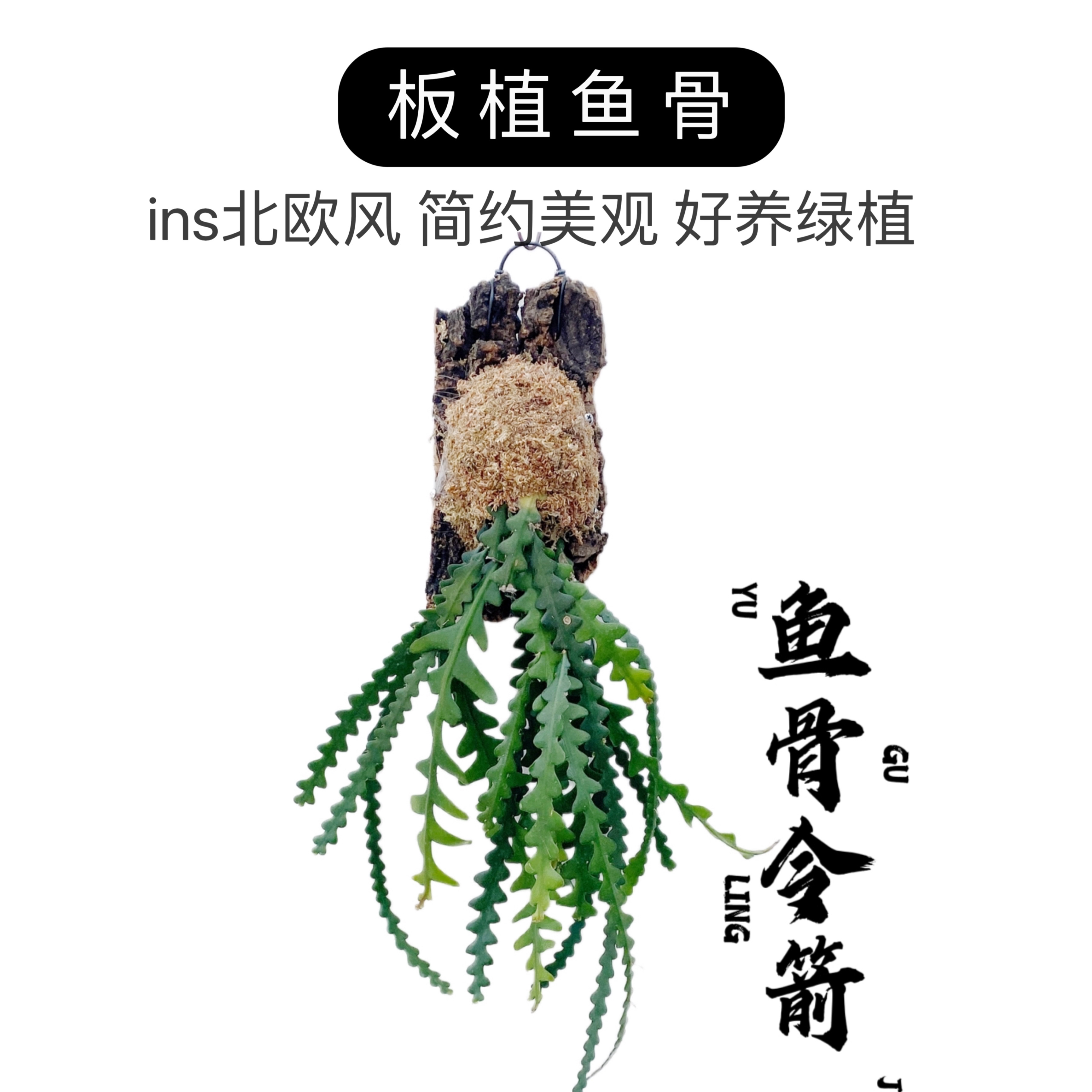 初露园艺/鱼骨令箭荷花锯齿昙花 ins北欧风室内新奇植物好养绿植