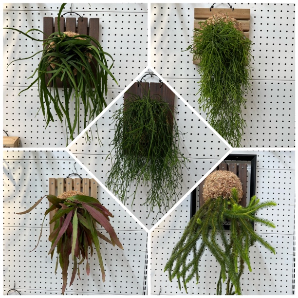 红叶丝苇喀秋莎玻利维亚红领带小叶昙花室内阳台垂挂特色好养