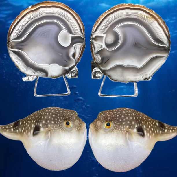 无品牌纯天然宣化战国红玛瑙象形意境瓷白拉丝可爱的河豚收藏摆件