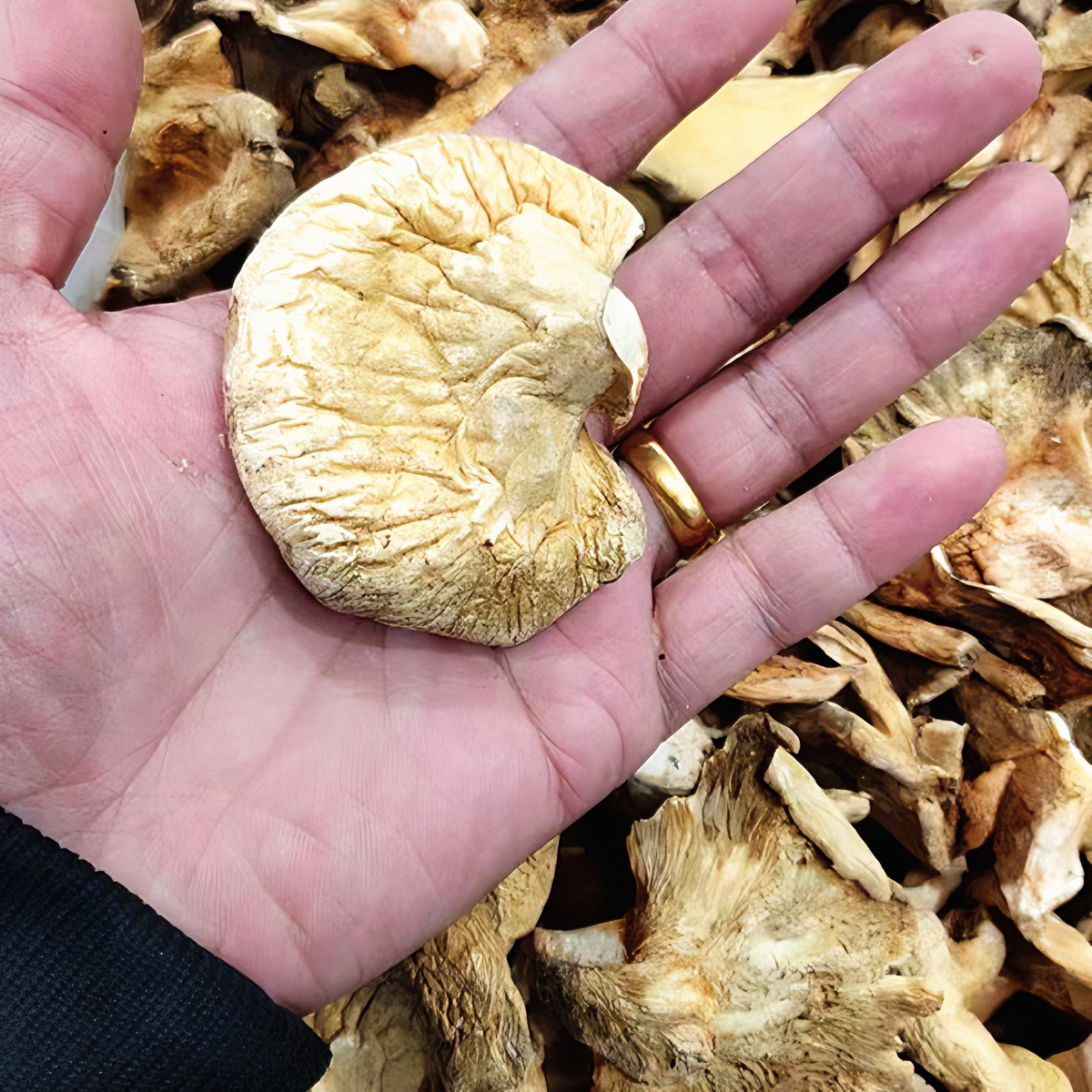 东北冻蘑又名元蘑炖鸡肉嫩鲜鲜净含量500克包邮农产品